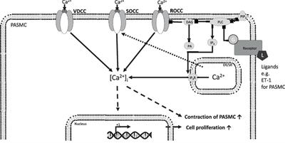 The Role of Transient Receptor Potential Channel 6 Channels in the Pulmonary Vasculature